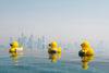 Canard en caoutchouc AURA